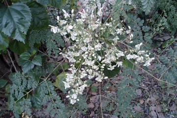 Horseradish tree, Drumstick Tree, Moringa