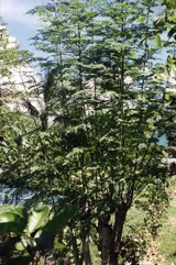 Horseradish tree, Drumstick Tree, Moringa