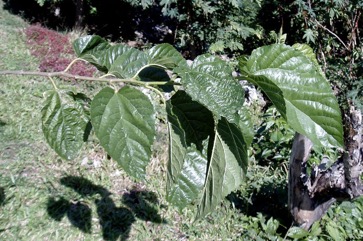 Mulberry, White mulberry