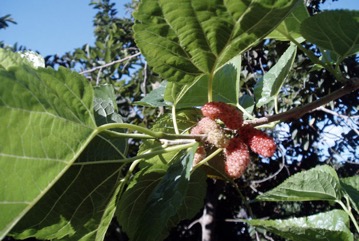 Mulberry, White mulberry
