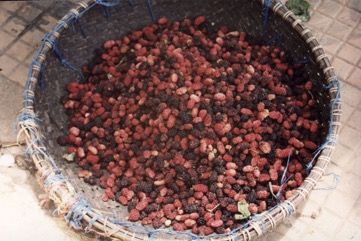 Persian mulberry, Black mulberry