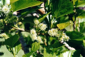 Persian mulberry, Black mulberry
