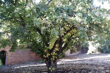 Persian mulberry, Black mulberry