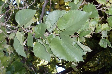 Persian mulberry, Black mulberry