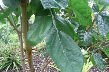 Persian mulberry, Black mulberry
