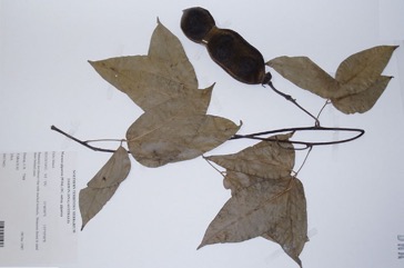 Velvet bean, Burny Bean, Elephant cowitch, Sea bean