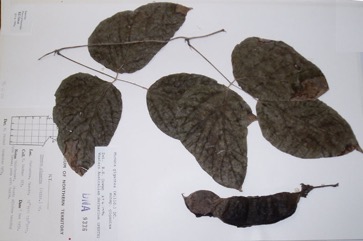 Velvet bean, Burny Bean, Elephant cowitch, Sea bean