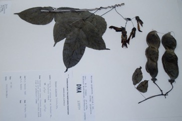 Velvet bean, Burny Bean, Elephant cowitch, Sea bean