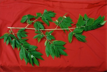 Panama berry