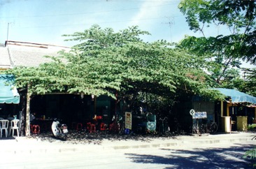 Panama berry