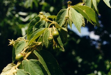 Panama berry