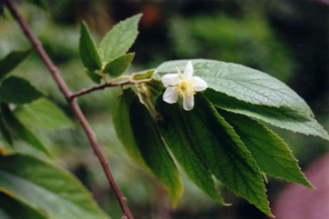 Panama berry