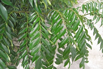 Curry-leaf tree