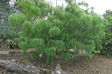 Curry-leaf tree