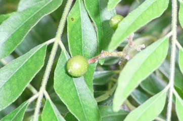 Curry-leaf tree