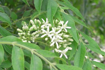 Curry-leaf tree