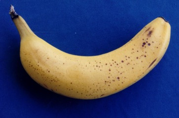 Banana, Hybrid plantains