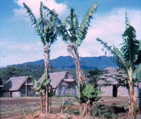 Banana, Hybrid plantains