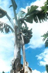Banana, Hybrid plantains