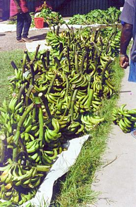 Banana, Hybrid plantains