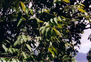 Camu camu, Rumberry