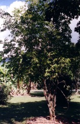 Camu camu, Rumberry