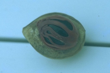 Nutmeg and mace