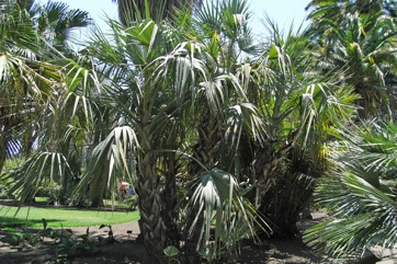 Mazari palm