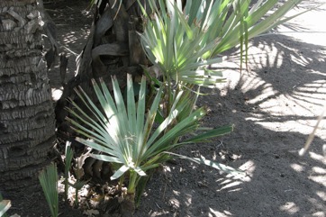 Mazari palm