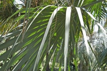 Mazari palm