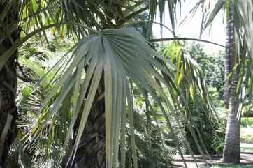 Mazari palm