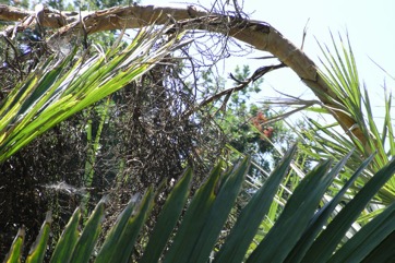 Mazari palm