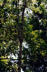 Leichhardt tree, Canary Cheesewood