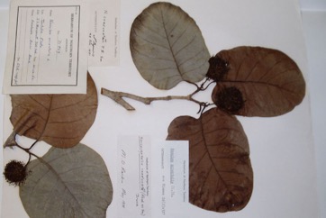 Leichhardt tree, Canary Cheesewood