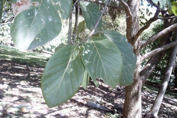 Leichhardt tree, Canary Cheesewood