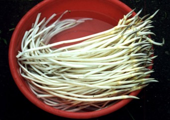 Lotus root, Indian lotus