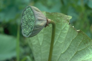 Lotus root, Indian lotus