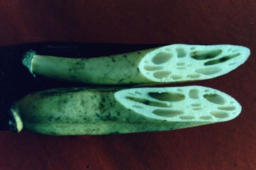 Lotus root, Indian lotus