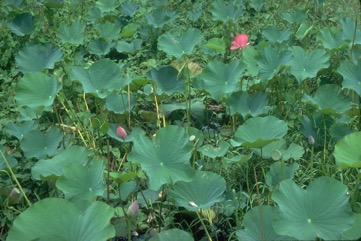 Lotus root, Indian lotus