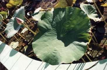 Lotus root, Indian lotus