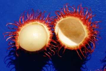Rambutan