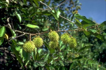 Rambutan