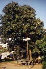 Rambutan