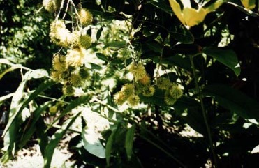 Rambutan