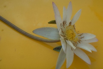 Tiny waterlily