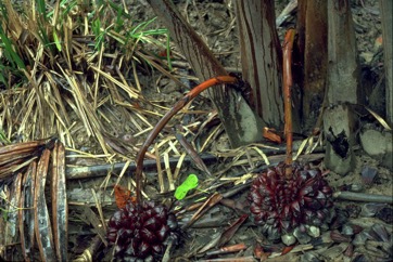 Nypa palm, Mangrove Palm