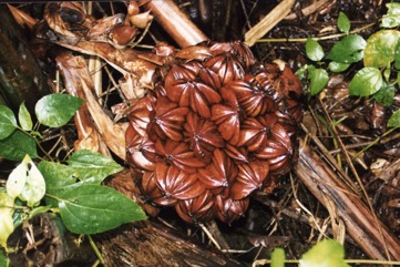 Nypa palm, Mangrove Palm