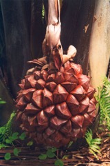 Nypa palm, Mangrove Palm