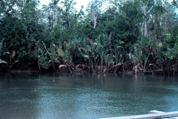 Nypa palm, Mangrove Palm