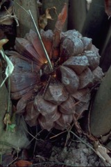 Nypa palm, Mangrove Palm